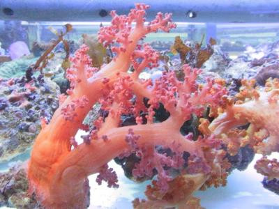 Scleronephthya spp. - farbige Weichkoralle ohne Zooxanthellen