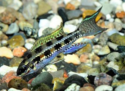 Dicrossus filamentosus - Gabelschwanz-Schachbrettcichlide