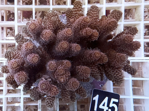 Acropora millepora (145)