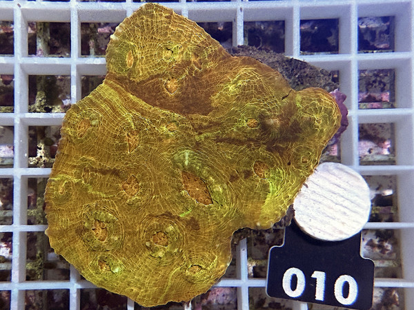 Echinophyllia spec. - Chalice ultra (010)