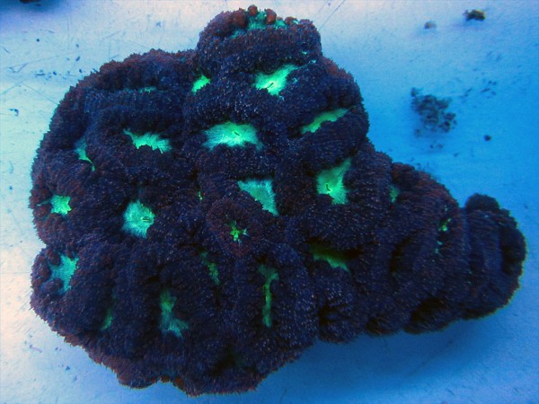 Blastomussa wellsi