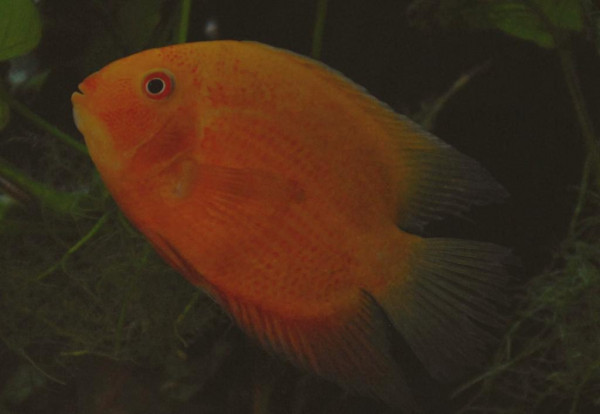 Cichlasoma severum - Red spotted Paar