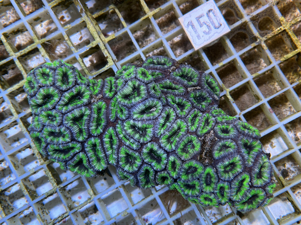 Acanthastrea spec. ultra (150)