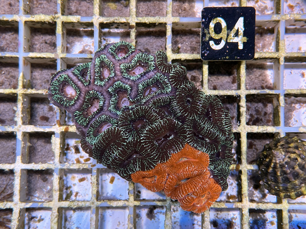 Acanthastrea spec. ultra (94)