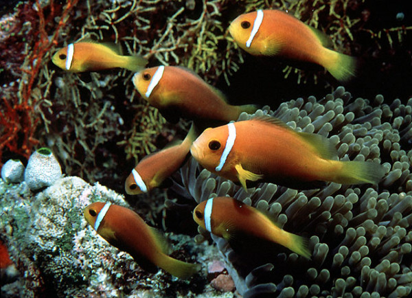 Amphiprion nigripes - Malediven-Anemonenfisch
