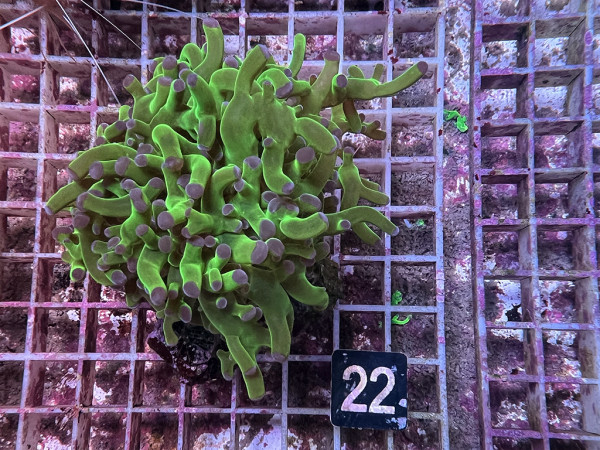 Euphyllia paradivisa bicolor (22)