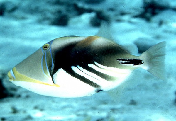 Rhinecanthus aculeatus - Picasso-Drückerfisch