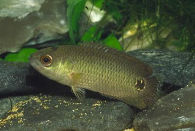Ctenopoma kingsleyae - Schwarzfleck-Buschfisch
