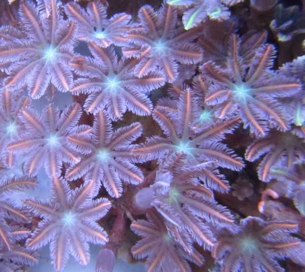 Clavularia spec. - Stolonifera, orange