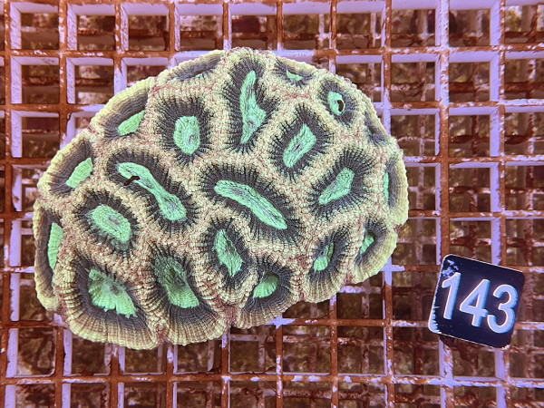 Favia spec. (143)