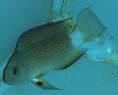 Manonichthys alleni - Allens-Zwergbarsch