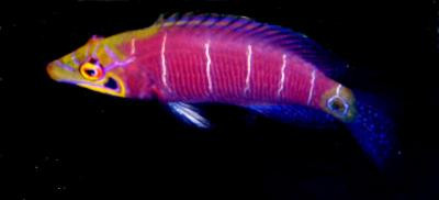 Pseudocheilinus ocellatus - Geringelter-Zwerglippfisch, Top-Rarität!