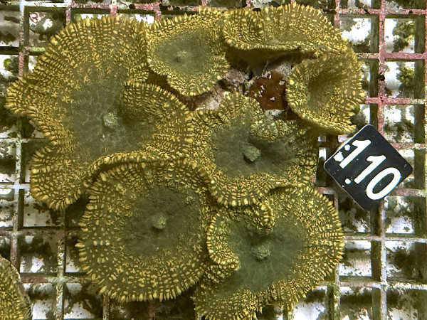 Rhodactis cf. inchoata - Fussel-Scheibenanemonen (110)