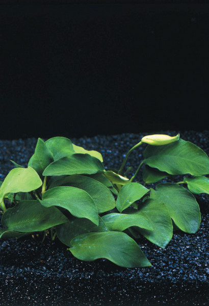 Anubia nana Nano - Pflanzen im Topf