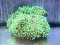 Entacmea quadricolor - Blasenanemone Entacmea quadricolor - Blasenanemone