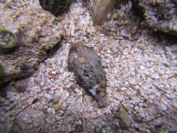 Cerithium caeruleum - Afr. Nadelschnecke, frisst Cyanos!