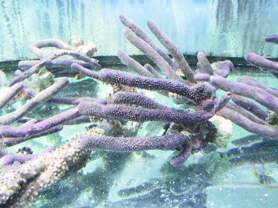 Briareum asbestinum - korkiger Seefinger