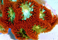 Blastomussa wellsi - Blastomussa, farbig (E 01149/18) Blastomussa wellsi - Blastomussa, farbig (E 01149/18)