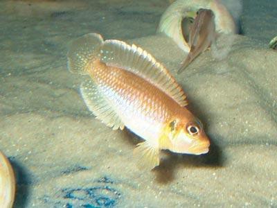 Lamprologus ocellatus - Schneckenbuntbarsch, gold
