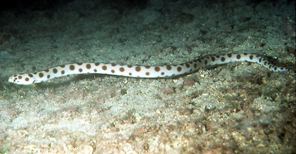 Myrichthys maculosus - Flecken-Schlangenaal