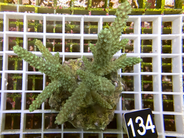 Acropora sp. (134)