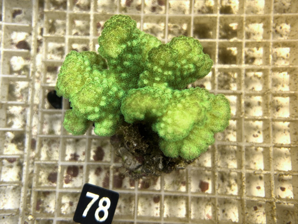 Pocillopora verrucosa - Buschkoralle neon-grün (78)