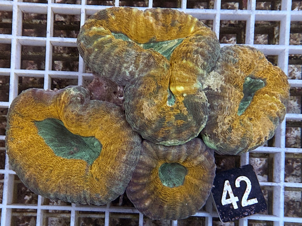 Lobophyllia spec. - Hirnkoralle ultra (42)
