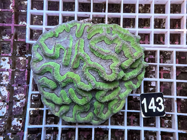 Oulophyllia spec. - Hirnkoralle (143)