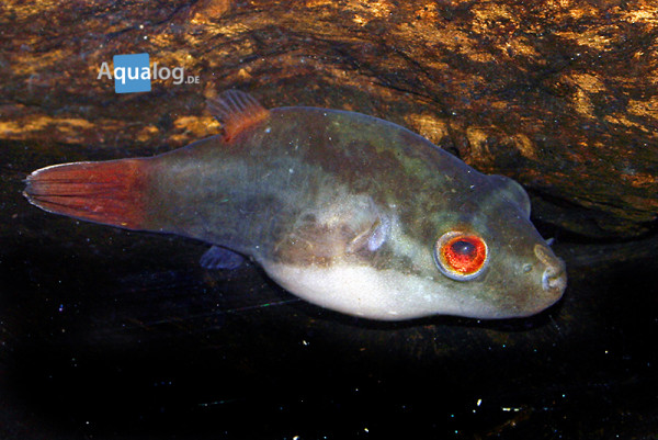 Carinotetraodon irrubesco - Rotschwanz-Kammkugelfisches