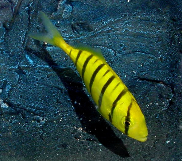 Gnathanodon speciosus - Gold-Makrele