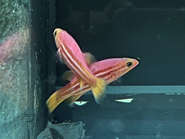 Liopropoma africanum - Afrikanischer Zwergzackenbarsch - Paar