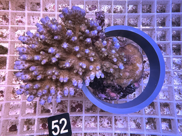 Acropora spec. (52)