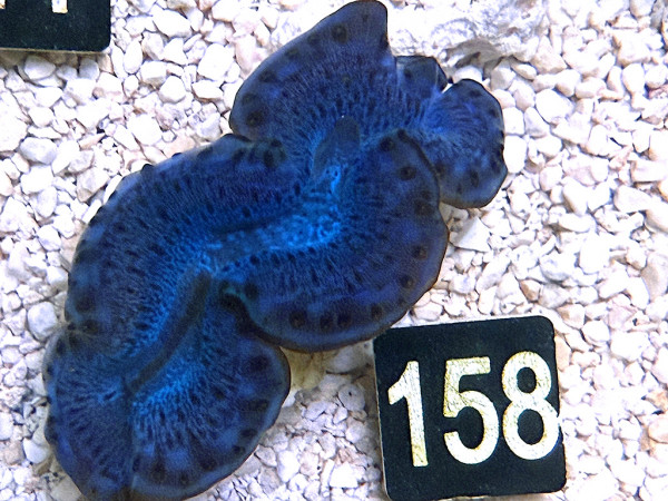 Tridacna maxima 5 cm (158)