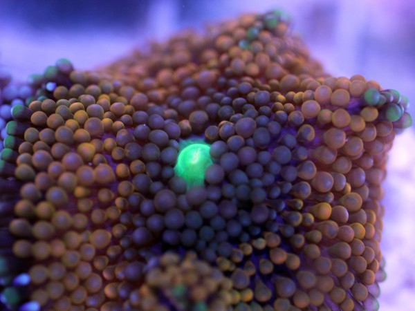 Ricordea floridae - orange (Einzelpolyp)