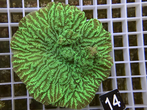 Merulina spec. - neongrün (14)