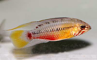Apistogramma hongsloi - DNZ