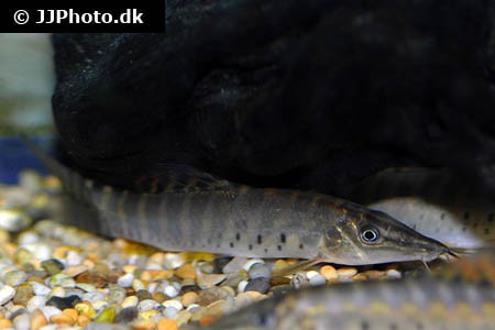 Syncrossus helodes - Tiger Schmerle