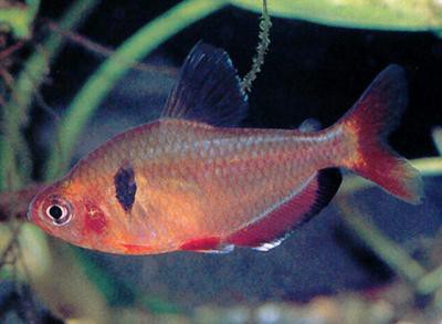 Hyphessobrycon eques - Blutsalmler