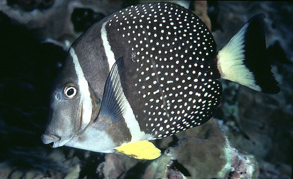 Acanthurus guttatus - Weißflecken-Doktorfisch - Rarität!