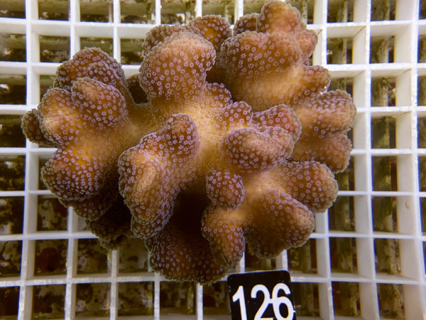 Stylophora pistillata - Buschkoralle (126)
