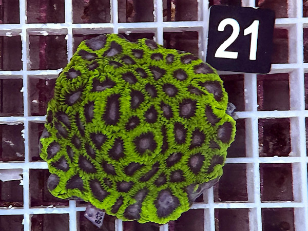 Favia spec. space monkey (21)