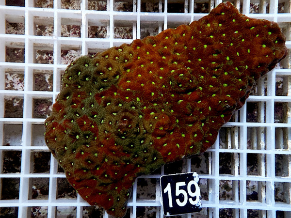 Favites spec. - Favites ultra (159)