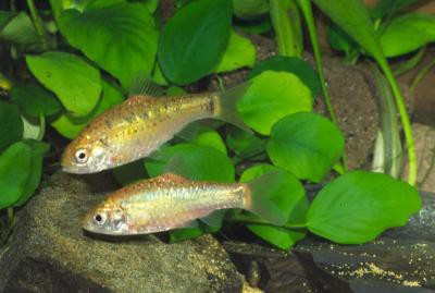 Puntius semifasciolatus - Messingbarbe