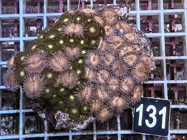 Zoanthus spec. Krustenanemonen (131)