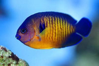 Centropyge bispinosa - Gestreifter-Zwergkaiser Centropyge bispinosa - Gestreifter-Zwergkaiser