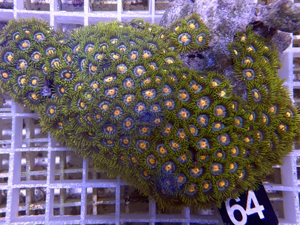 Zoanthus spec. Krustenanemonen (64)