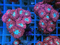 Blastomussa merleti - Blastomussa merleti Frag Blastomussa merleti - Blastomussa merleti Frag