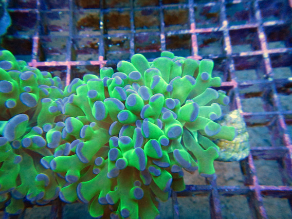 Euphyllia divisa - Froschlaich-Koralle Frag 2 Polypen grün
