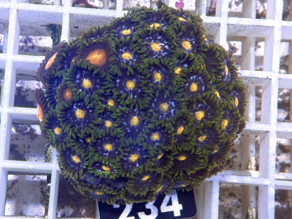 Zoanthus spec. - Krustenanemonen Frag (234)