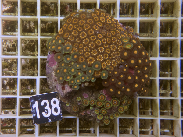 Zoanthus spec. Krustenanemonen (138)